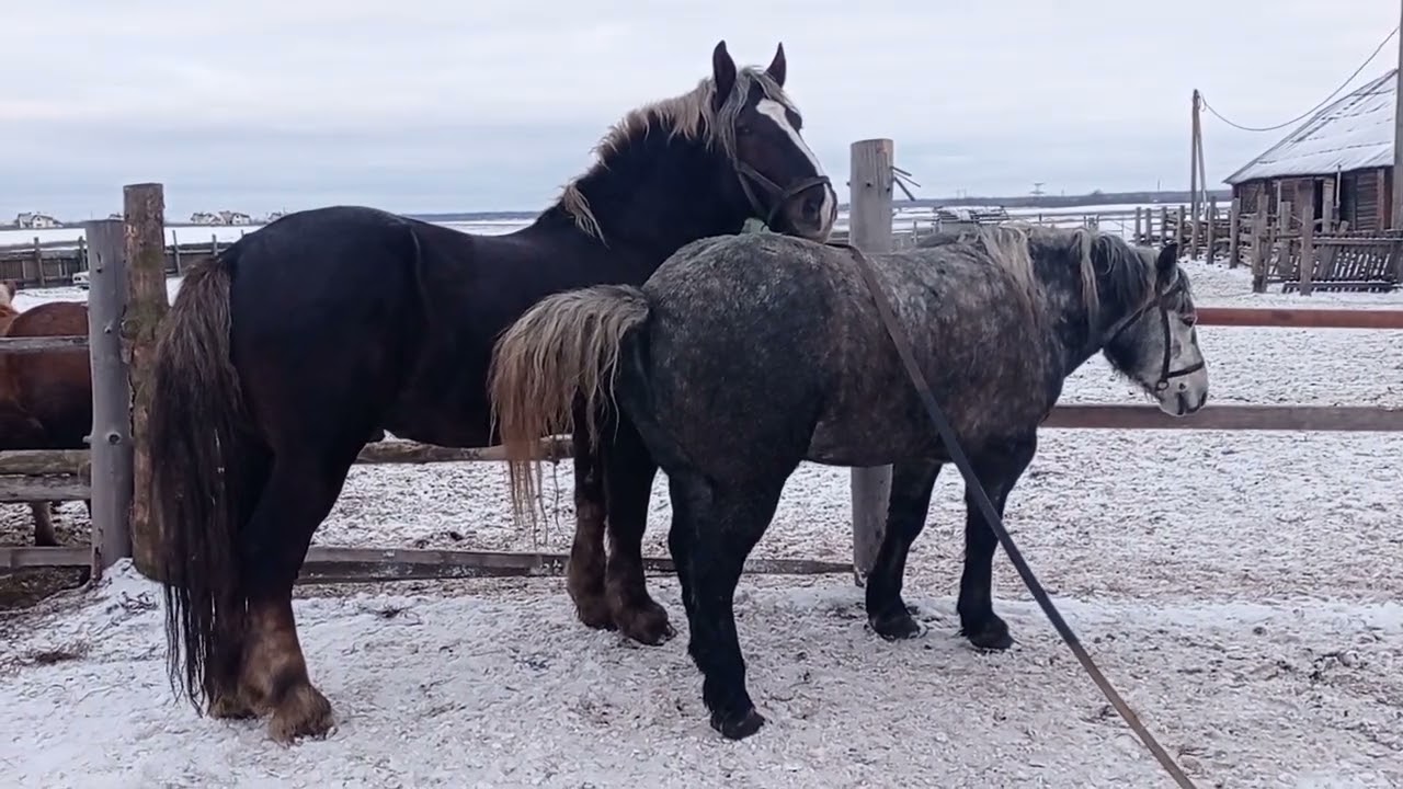 Наконец то мы их случили - YouTube