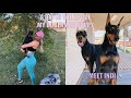 A DAY IN THE LIFE OF MY DOBERMAN PUPPY
