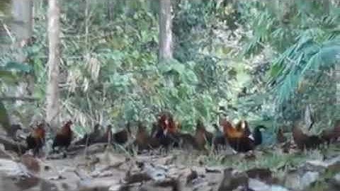 qaib qus coob kawg li nawb