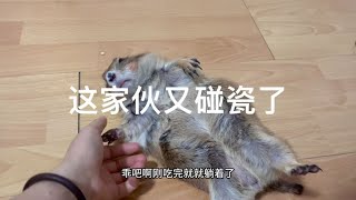 土拨鼠这家伙吃着零食、然后又躺着碰瓷了……