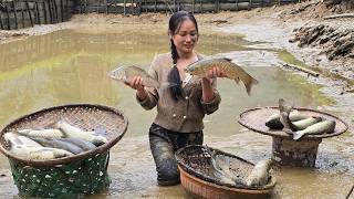 How to catch giant fish in a pond to sell - preserving starfruit