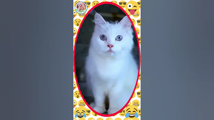 Watch the video about Cat vs mouse funny video || cat vs mouse funny 😂