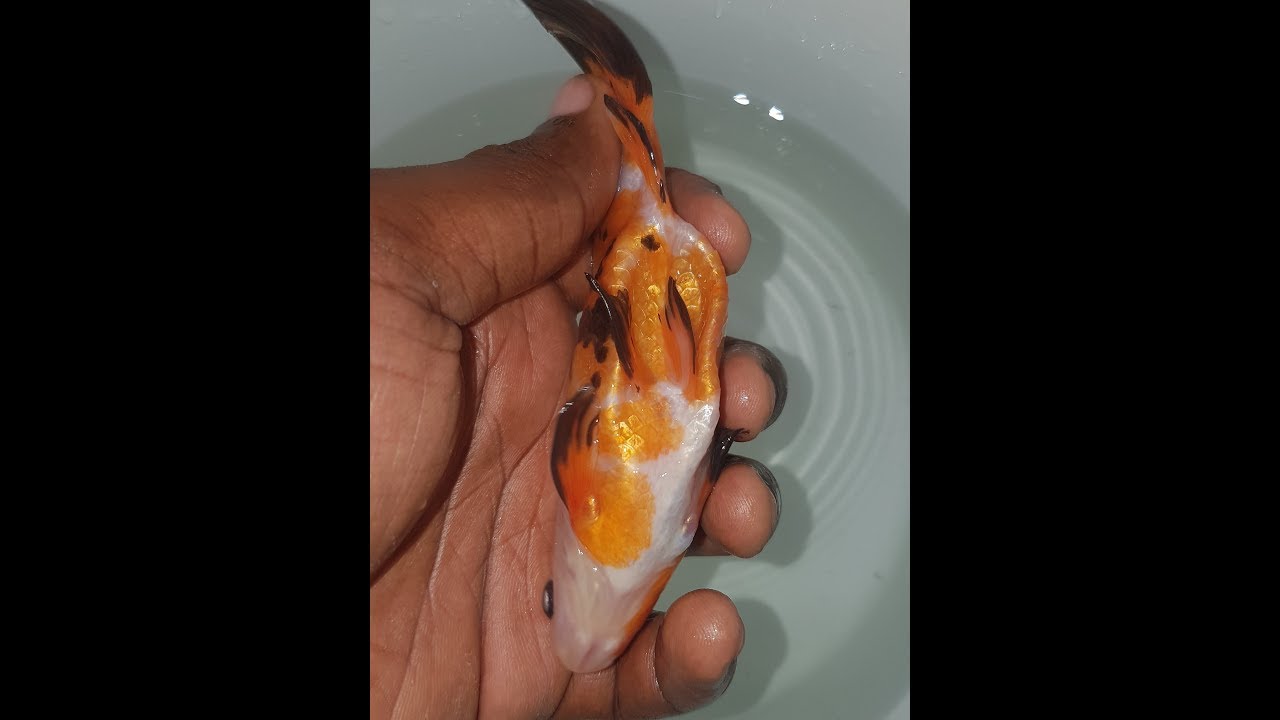 GOLDFISH NEARLY DIES DURING SPAWNING(LAYING OF EGGS) YouTube