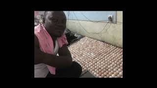 Fabrication d'une couveuse des 1760 œufs entièrement automatique au Congo Kinshasa ??
