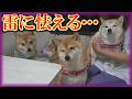 あまりの恐怖に動けなくなり、泣いてしまう柴犬と全く何も感じない柴犬・・・