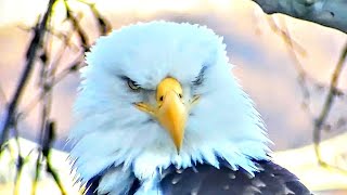 SO BEAUTIFUL EAGLES. SOON WILL BE EGGS☀️U.S. STEEL BALD EAGLE CAMERA LIVE STREAM_CAM 1.2023.02.04...