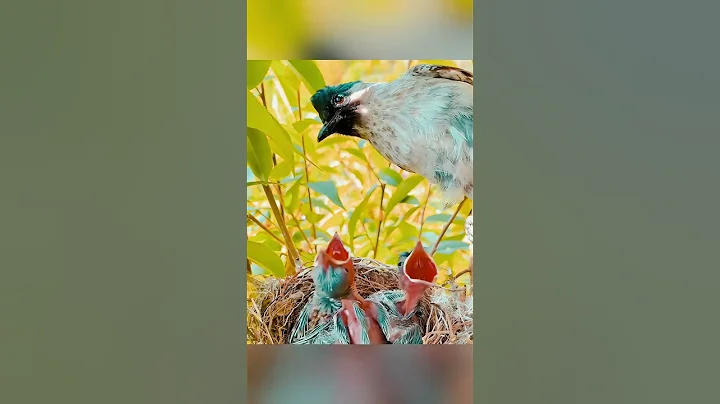 Way to survive #birdlife #bird #birdwatching #birdlove #birdlover #fyp #fypシ #naturelove #naturelove