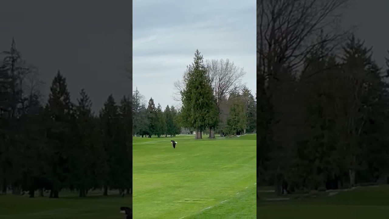 Eagle vs. Seagull at Point Grey Golf Course in Vancouver