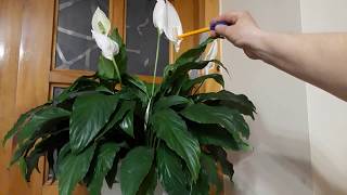 #Комнатныерастения # спатифиллум / Спатифиллум ( лат. Spathiphyllum) , цветок женского счастья