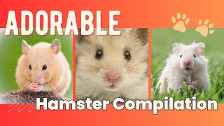 Adorable & Cute Hamsters  ChildFriendly Video Compilation for Animal and Pet Lovers