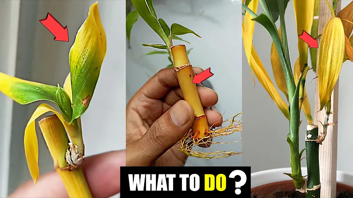 How to fix Lucky bamboo leaves turning yellow ?