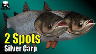 🎣Catching Silver Carp - Sura - 2 Best Spots + Baits, Rig Setup and Groundbait | Russian Fishing 4