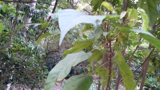 Achiote Plant, lipstick tree. (Bixa orellana)