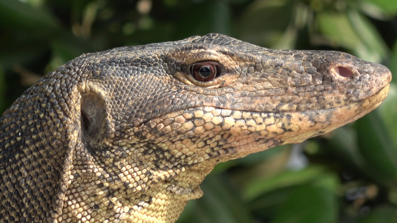 lizard skin grips Quick Flips - Monitor Lizard