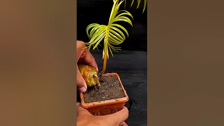 Unique Skill How to grow coconut tree from coconut leaves | How to make a coconut tree very easily