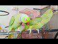 Ringneck Parrot Talking