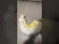 Making a curly pastel yellow tail #furry #fursuit #furryfandom #fursuitmaker