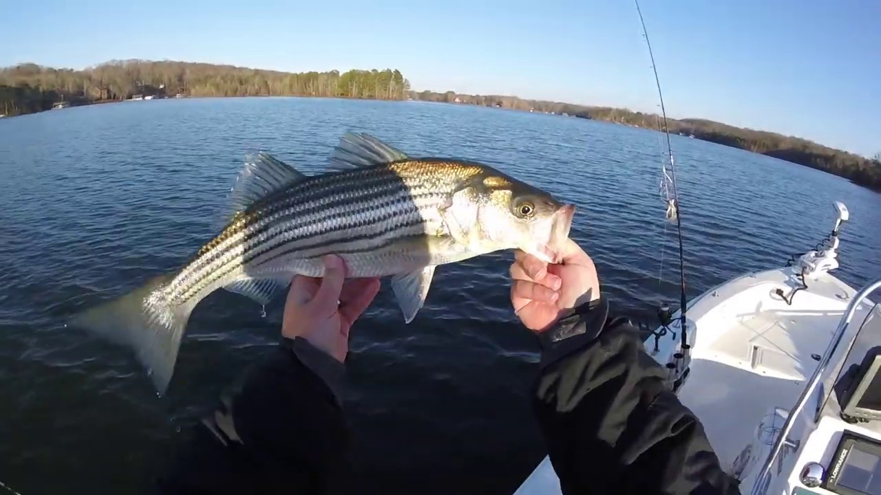 Winter Striper Fishing on Lake Lanier (with Blueback Herring) YouTube