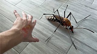 El Mosquito más Grande jamás Descubierto en el Mundo