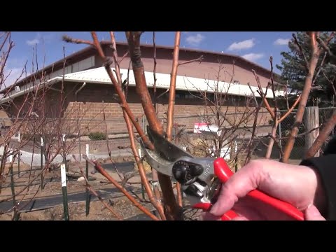 فيديو: تقليم شجرة التفاح. الجزء الأول