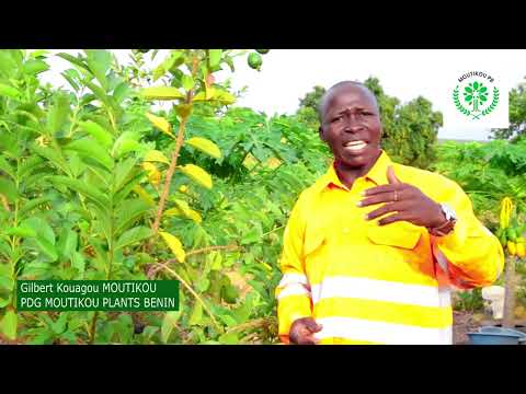 Vidéo: Déplacer des goyaviers - Apprenez à transplanter un goyavier