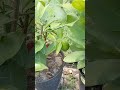 Lime tree, first lime after 3 months