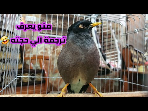 فيديو: ما معنى ميناسير؟