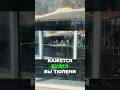 Московский зоопарк: шоу с тюленями