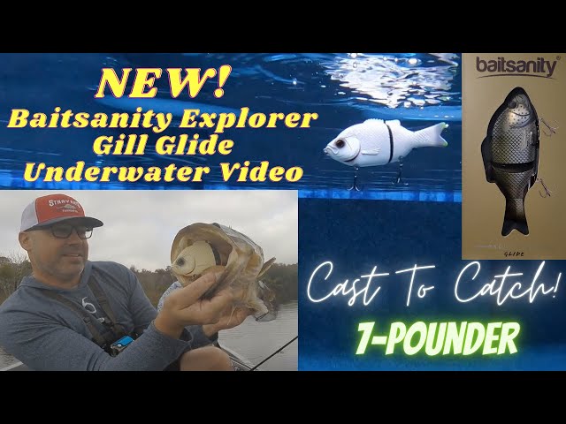 Baitsanity Explorer Gill Glide Bait Review Plus Cast To Catch 7 Pounder 