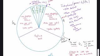 Review cell cycle and setup for model worksheet