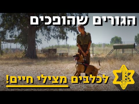 וִידֵאוֹ: מה כלבי רועים עושים?