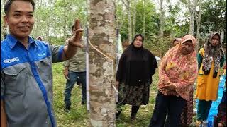 This is the Secret Rubber Tapping Technique That Produces Abundant Results! Don't Miss Out!