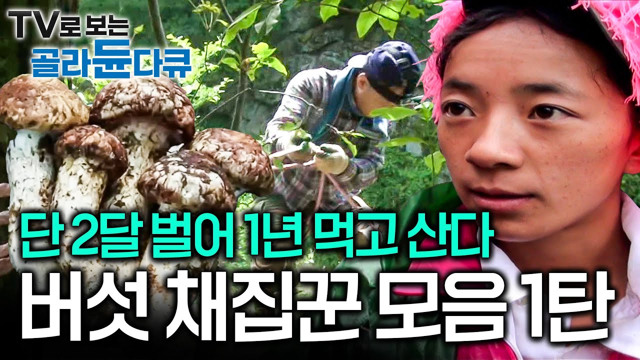 22살 어린 나이에 가족의 생계가 우선이 된 소녀, 귀한 자연산 버섯 캐기 위해 산에서 노숙하며 산다│극한직업│#골라듄다큐