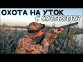 Охота на уток с собаками | 3 собаки и отличная вечерняя зорька