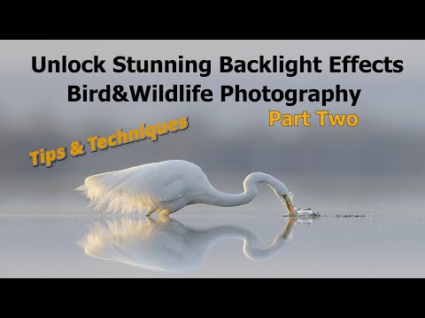 Unlock Stunning Backlight