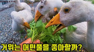 (Subtitle) #43. Which grass do geese like best? (# goose)