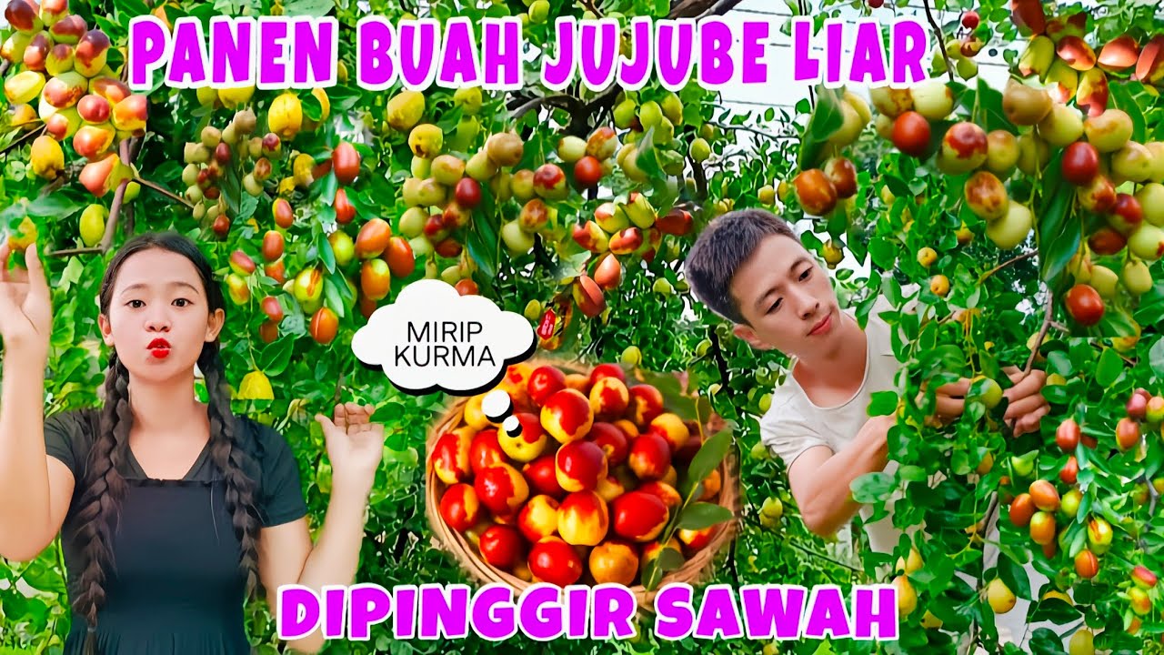 PANEN BUAH JUJUBE JUMBO LIAR DIPINGGIR SAWAH BUAHNYA KAYA KURMA