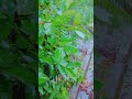 Turning Gray to Green 🌿🌧️ Healing Rain ASMR #shorts