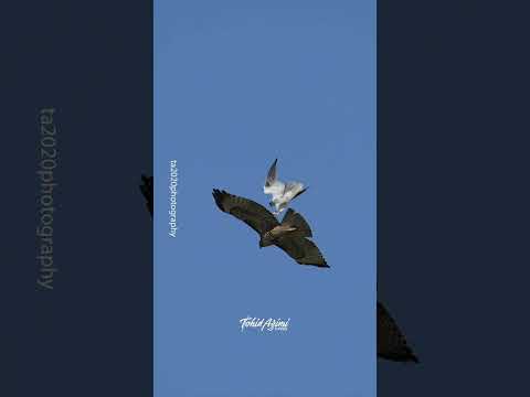 White-tailed Kite attacking