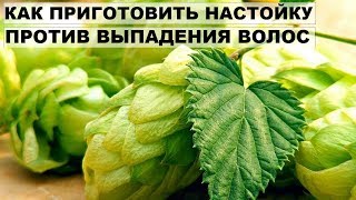 ЦЕЛЕБНЫЕ СВОЙСТВА ШИШЕК ХМЕЛЯ. Рецепты для увеличения размера груди и роста волос ЦЕЛЕБНЫЕ СВОЙСТВА ШИШЕК ХМЕЛЯ. Рецепты для увеличения размера груди и роста волос