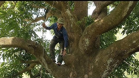 Het omzagen van een gigantische mangoboom, nog nooit eerder gezien. Hightech boomzagen