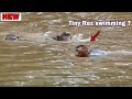 Rose where are you? Super like to swim Rose very happy when swim/ Rex stop stupid he hug mom on back