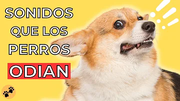 ¿Hay algún ruido que los perros odien?