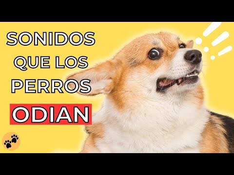 Video: Cosas que asustan a los perros