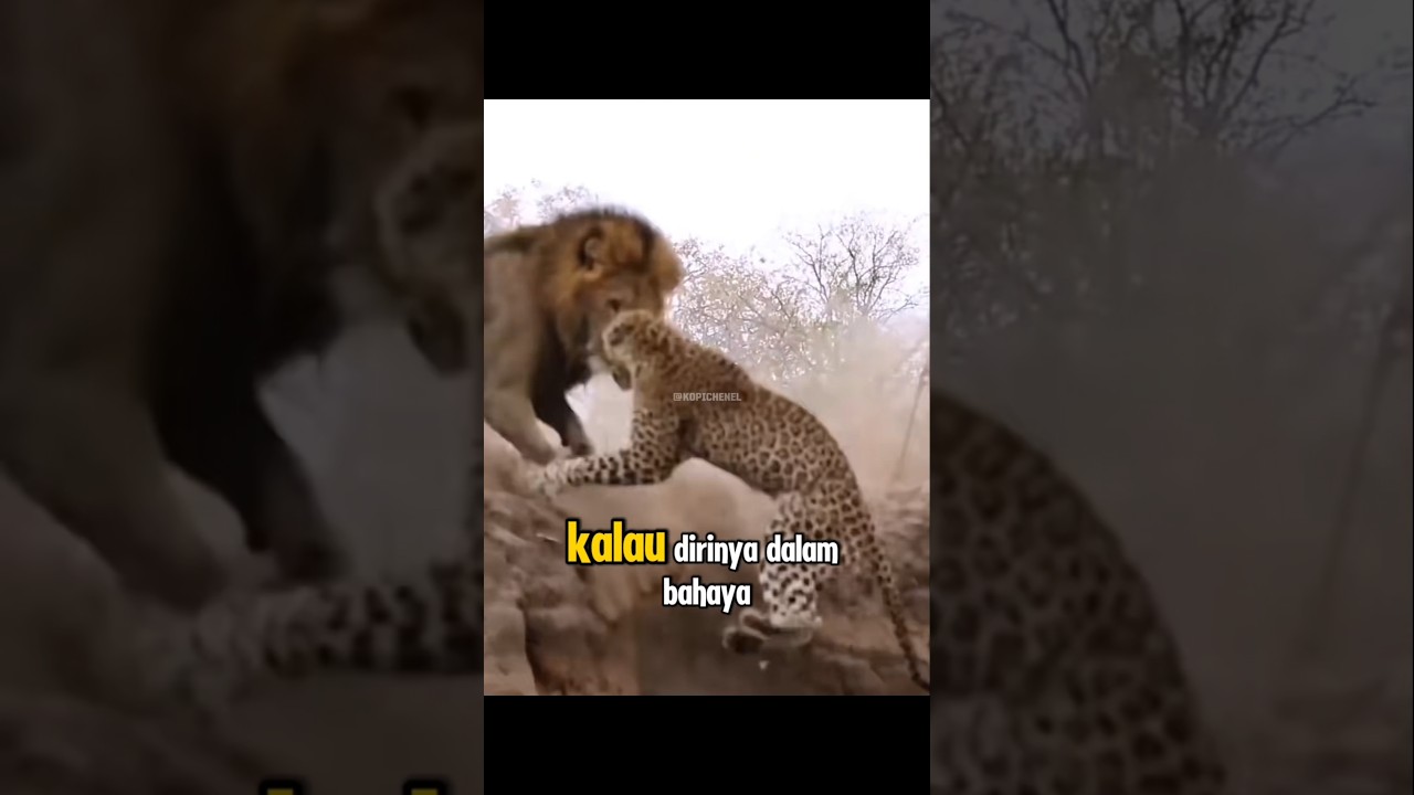 PERTARUNGAN GILA ANTARA SINGA DAN MACAN TUTUL TUTUL