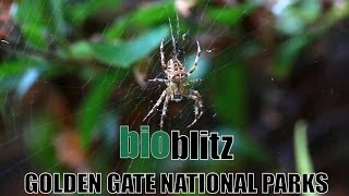 BioBlitz 2014