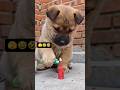funny dogs 🤣🐶. #funnydogs #funnyvideo #funnyshorts #funnycomedy
