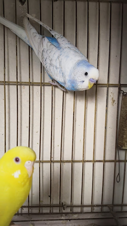 ملاحظة العصافير شئ مهم جداً #تربية_العصافير