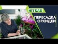 НЕ ПЕРЕСАЖИВАЙТЕ ОРХИДЕИ 🌺 КАК ПРАВИЛЬНО ПЕРЕСАДИТЬ ЦВЕТОК ✔️ СОВЕТЫ ОТ ХИТСАД ТВ