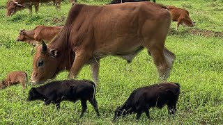 CON BÒ ĐANG ĂN CỎ , ĐI THẢ BÒ - THE COW IS EATING THE GRASS, GOING TO RELEASE THE COW